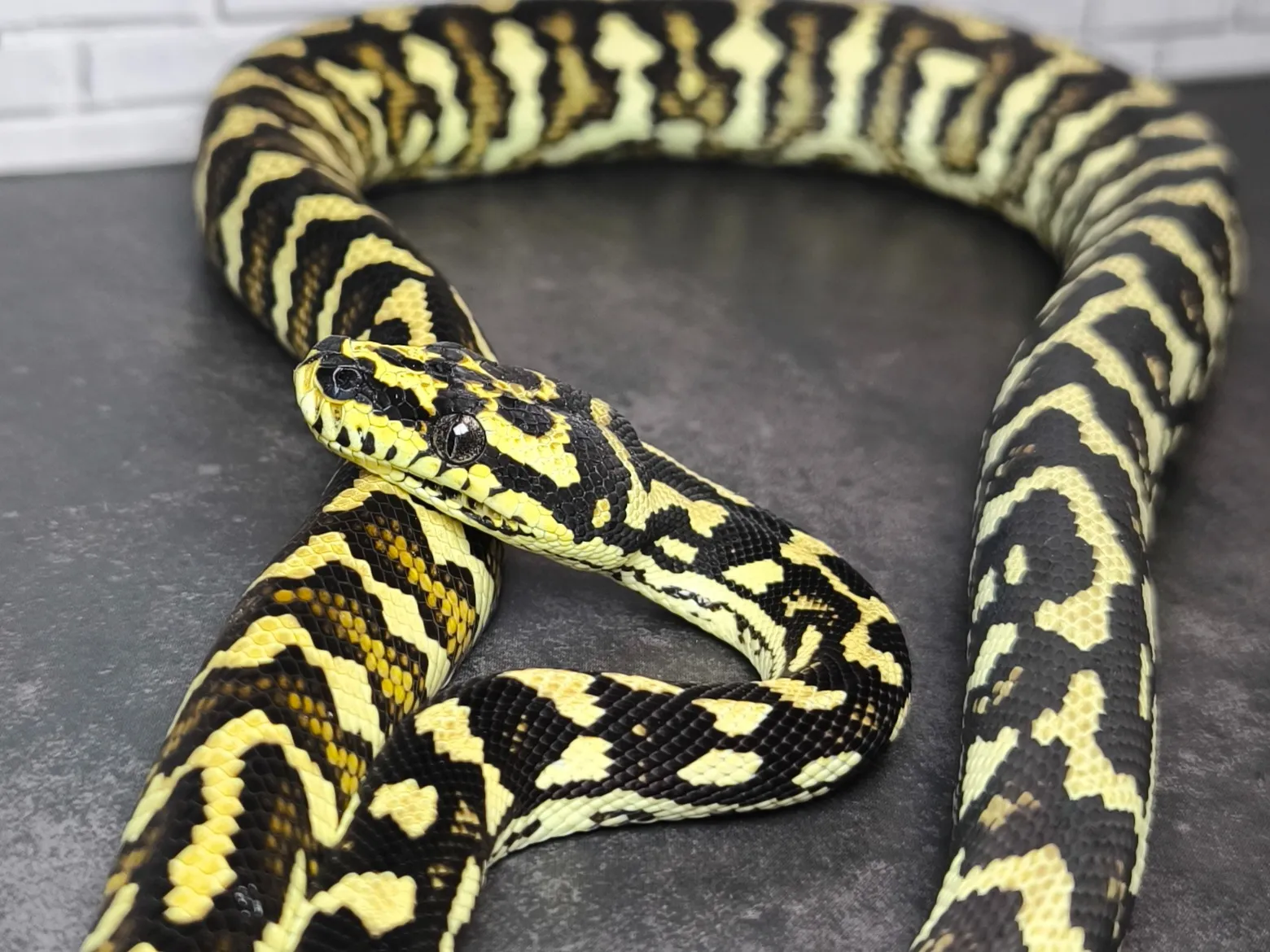ジャングルカーペットパイソン♀