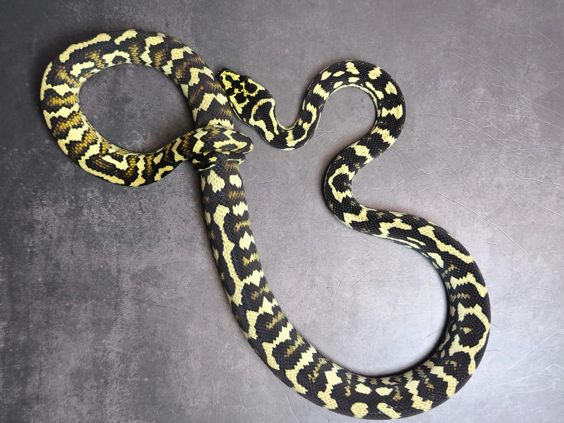 ジャングルカーペットパイソン♀