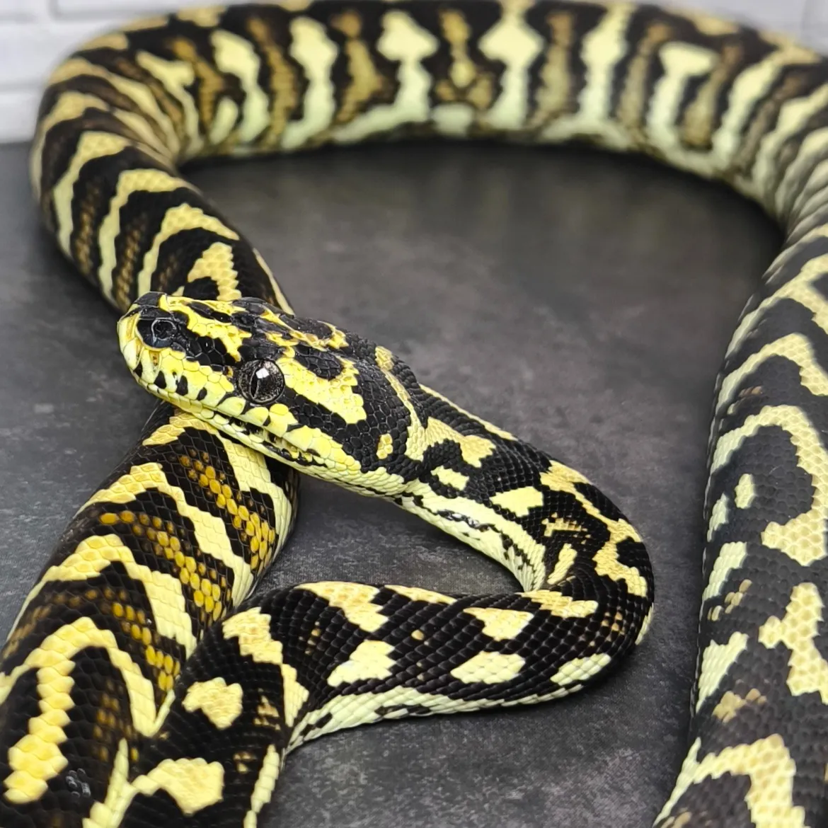 🔥ジャングルカーペットパイソン♀