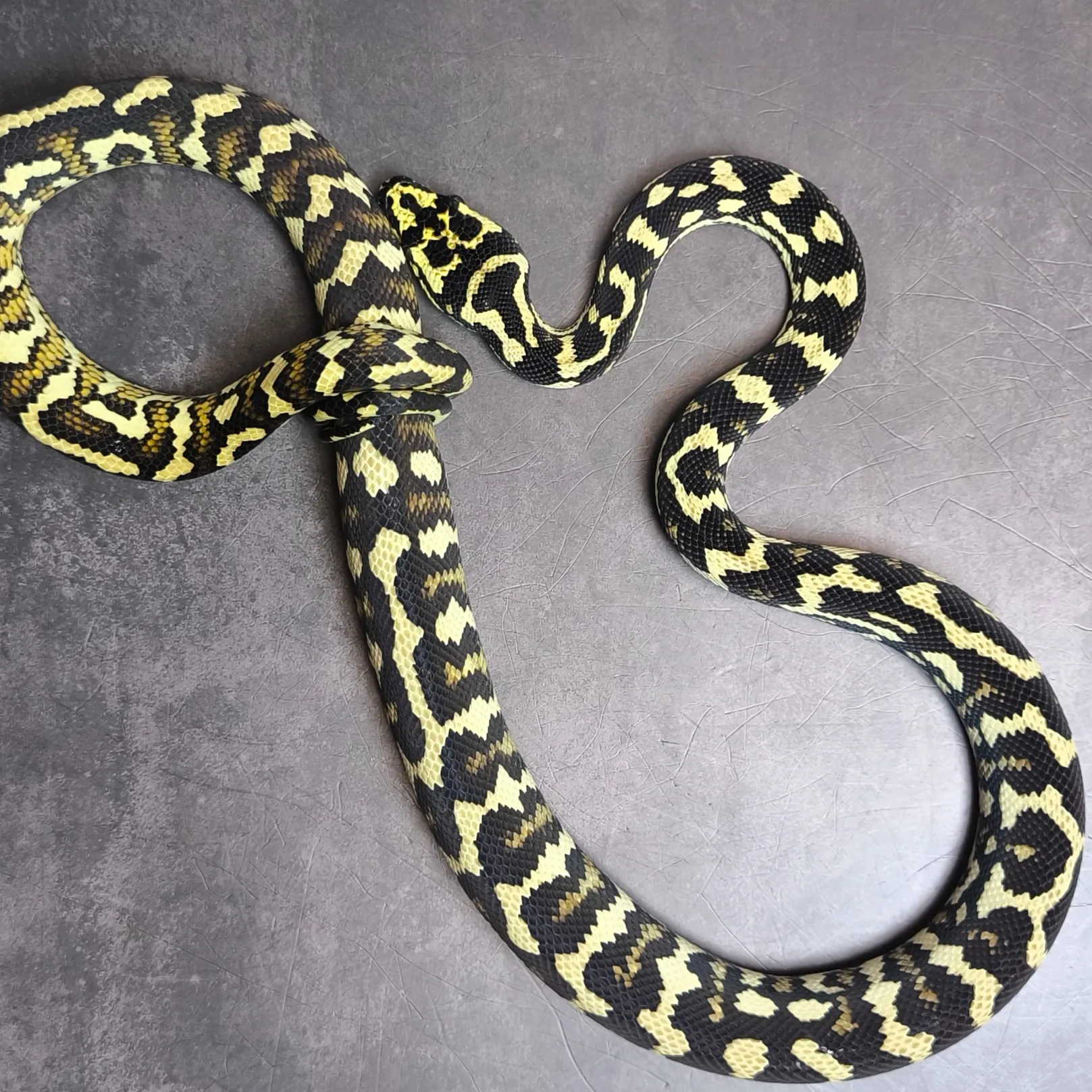 🔥ジャングルカーペットパイソン♀