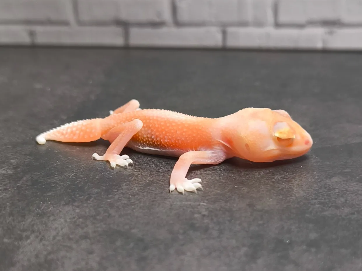 ナメハダタマオヤモリ アルピノパターンレス