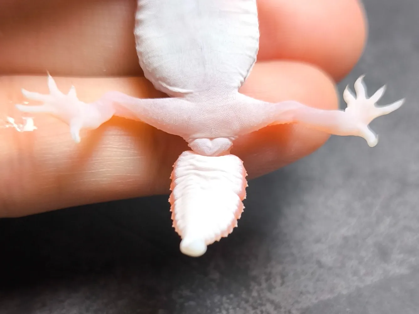 ナメハダタマオヤモリ アルピノパターンレス
