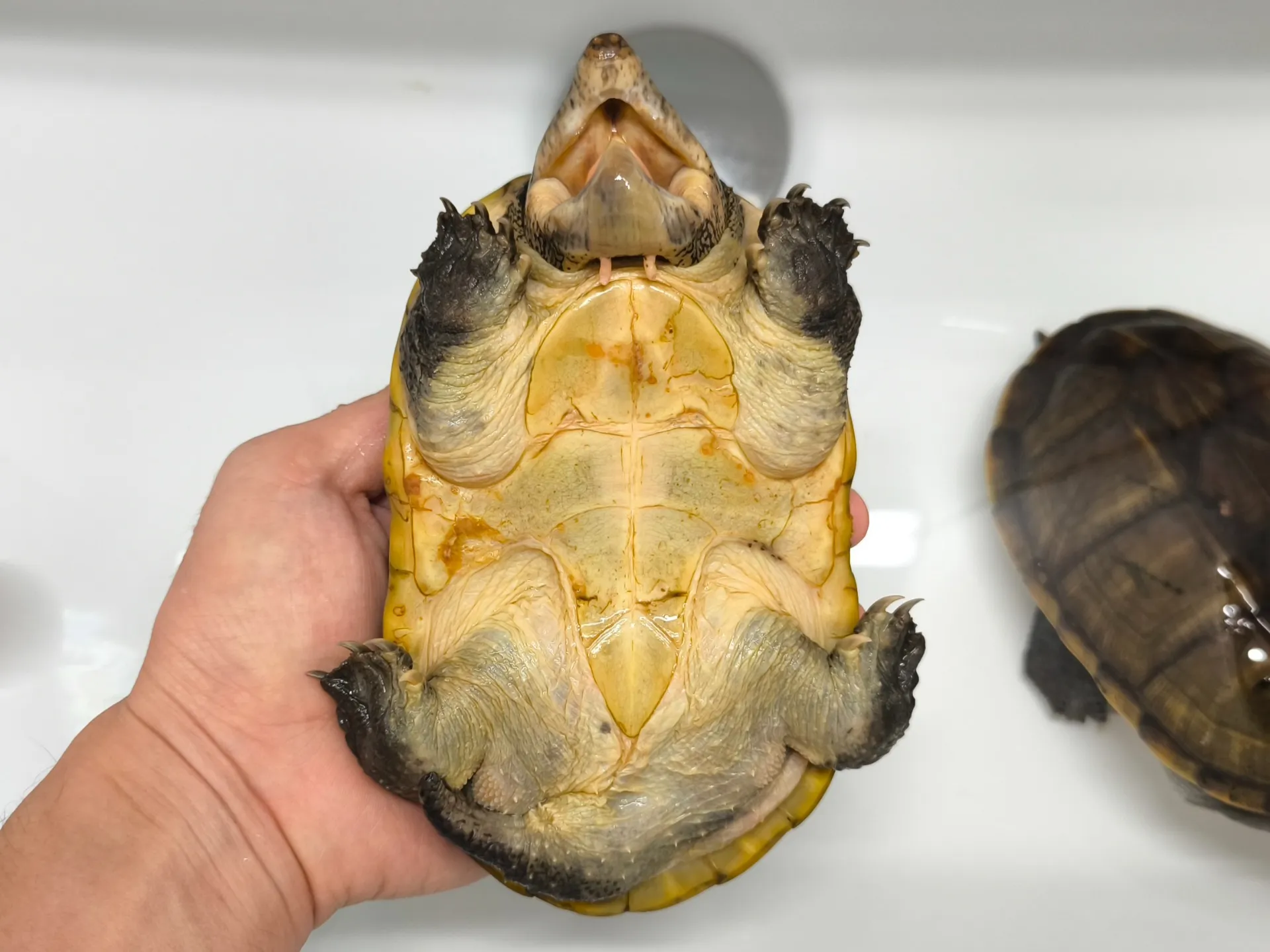 サルヴィンオオニオイガメWC ペア