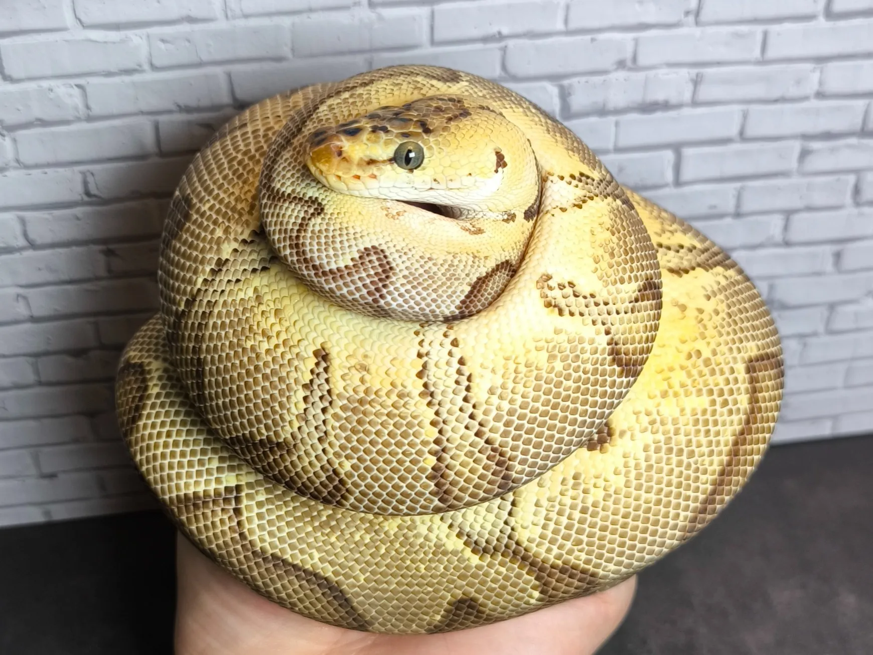 ボールパイソン パステルエンチクラウン♀