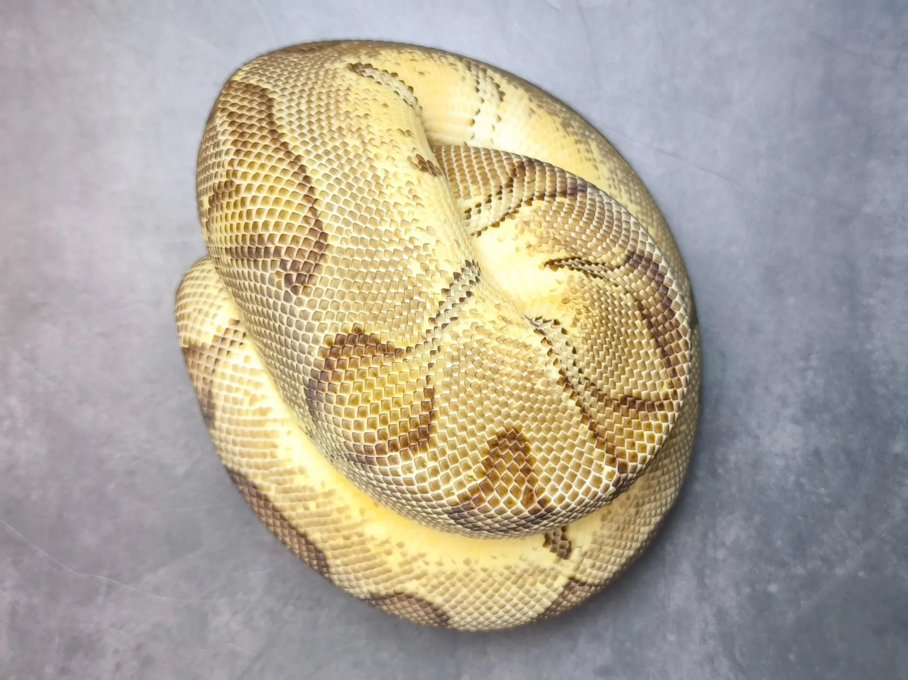 ボールパイソン パステルエンチクラウン♀