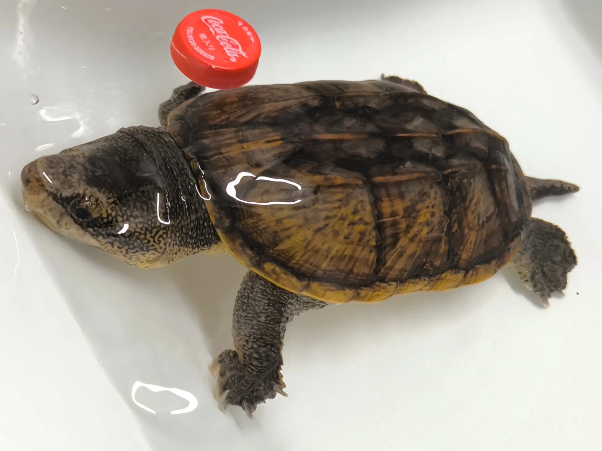サルヴィンオオニオイガメWC ペア
