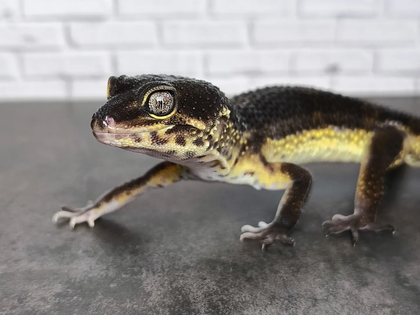 ヒョウモントカゲモドキ ブラックナイト♂