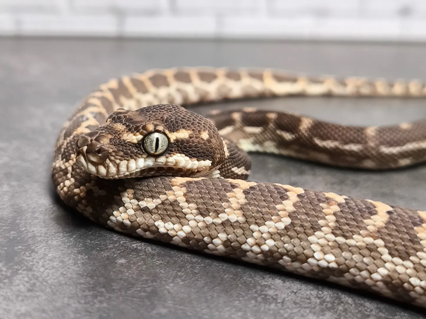 ラフスケールパイソン♀