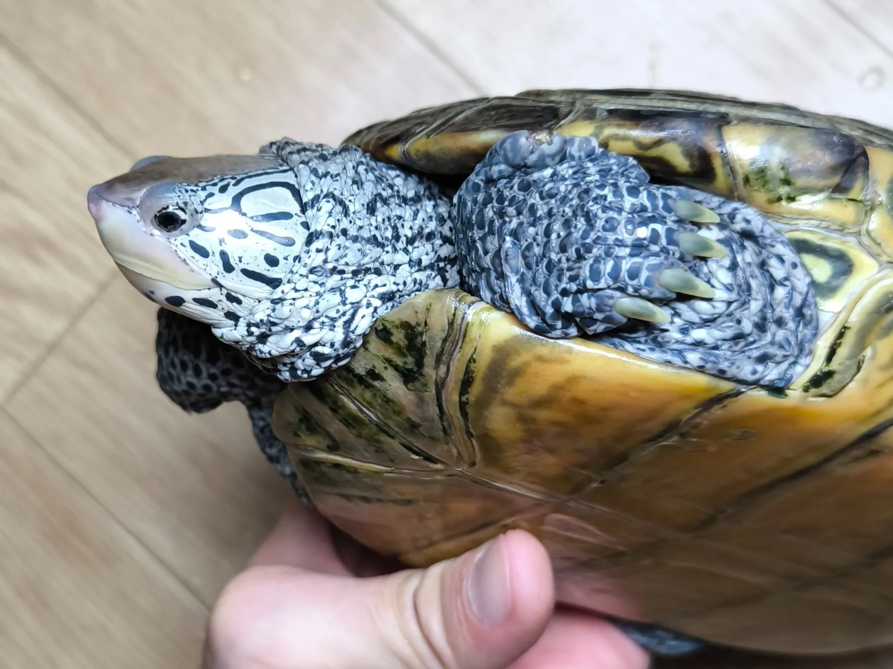 カロリナダイヤモンドバックテラピン♀18cm