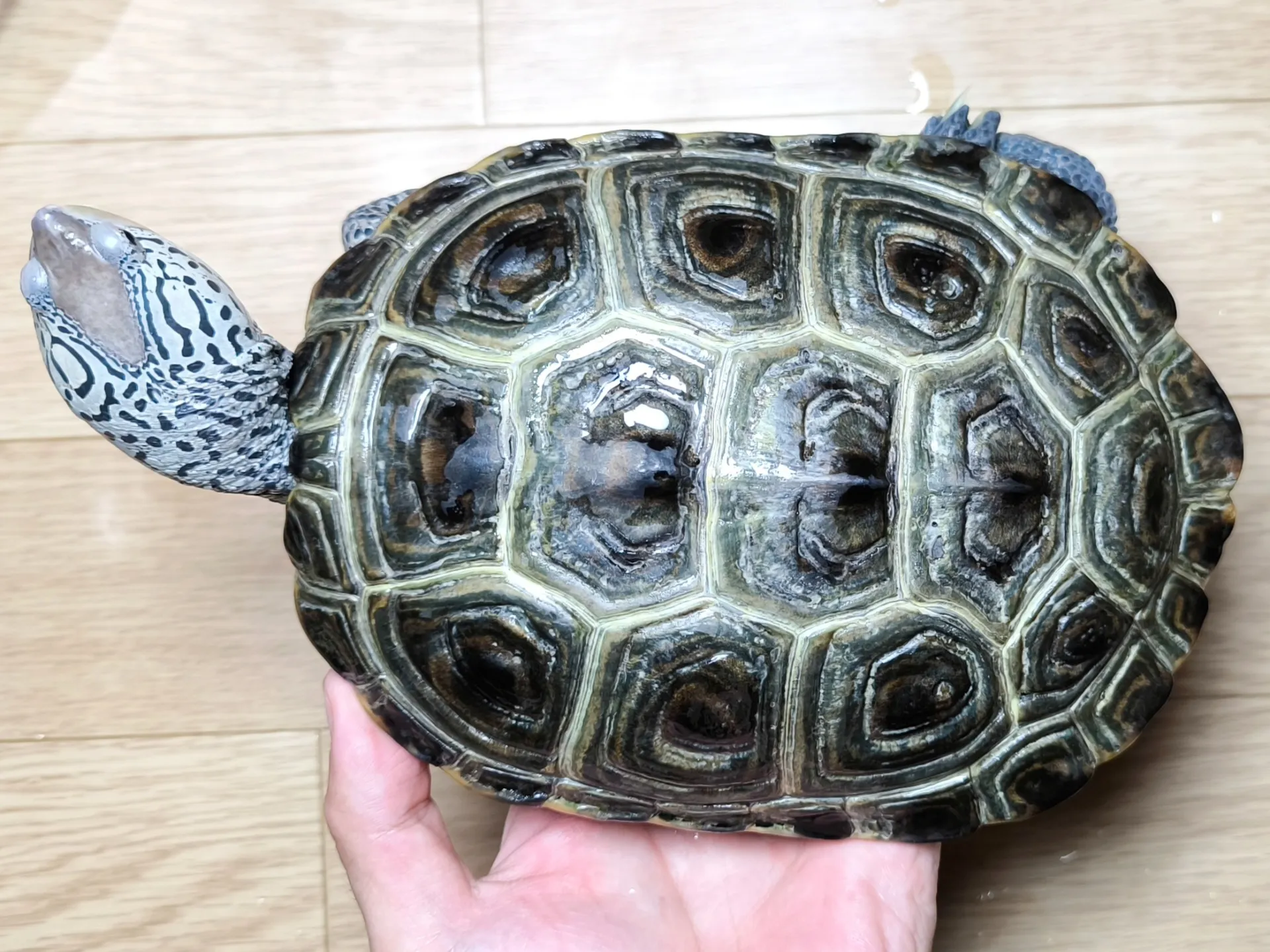カロリナダイヤモンドバックテラピン♀18cm