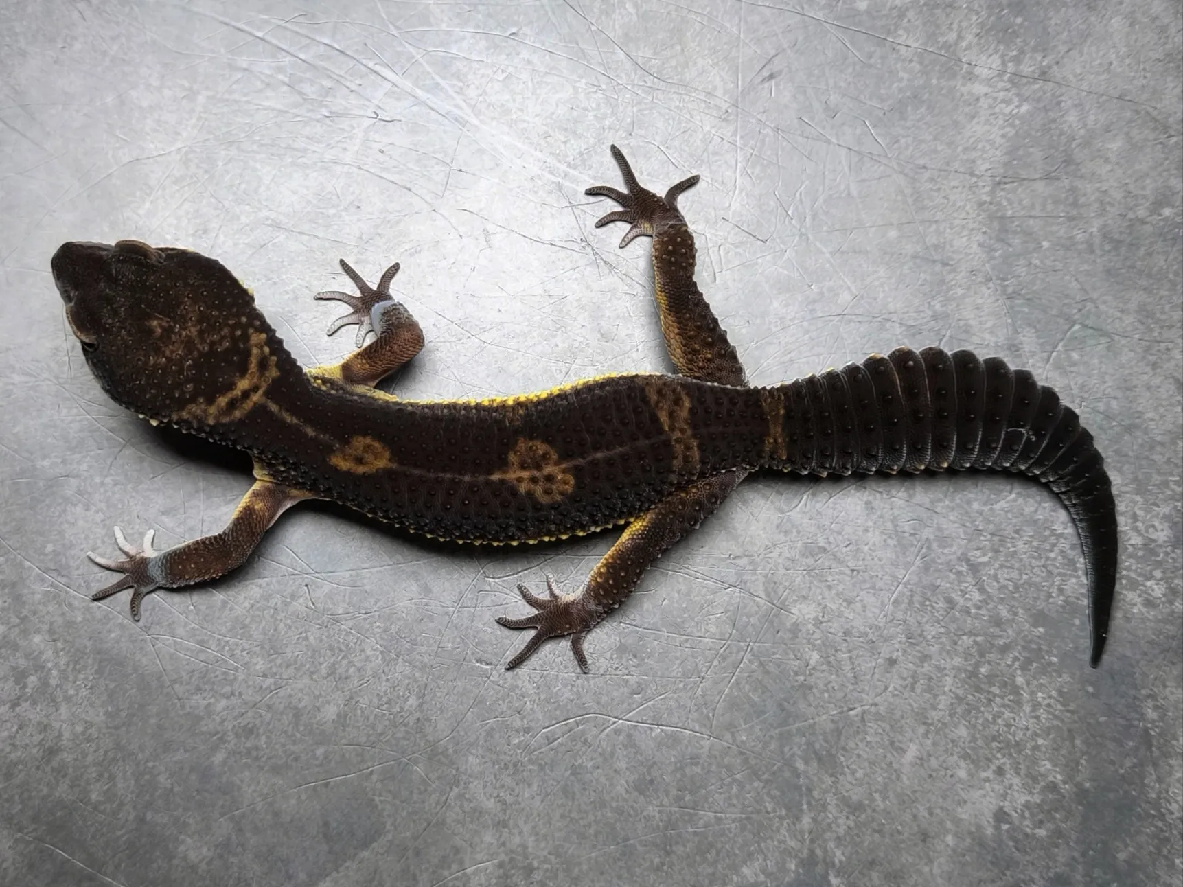 ヒョウモントカゲモドキ ブラックナイト♂