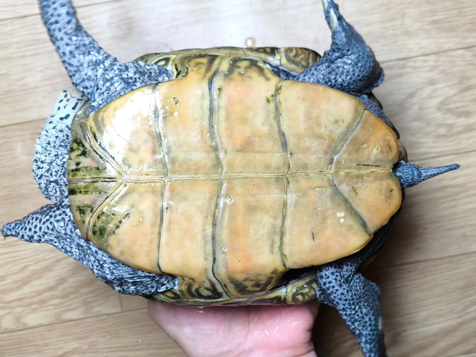 カロリナダイヤモンドバックテラピン♀18cm