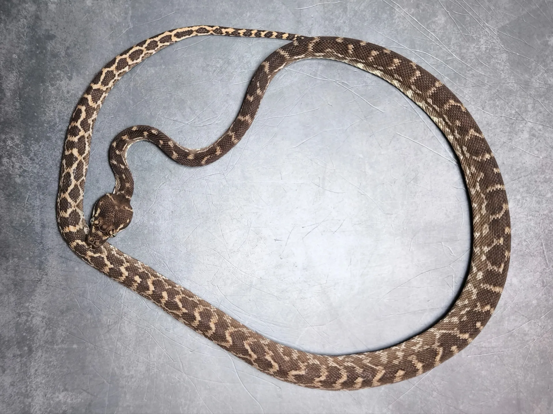 ラフスケールパイソン♀