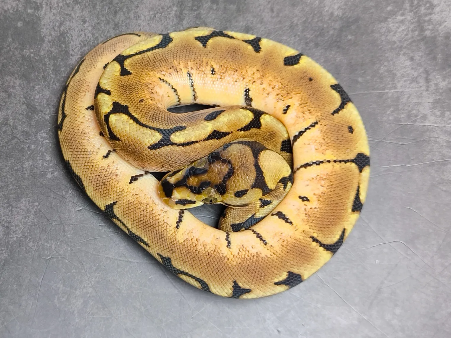 ボールパイソン スパイダー♀