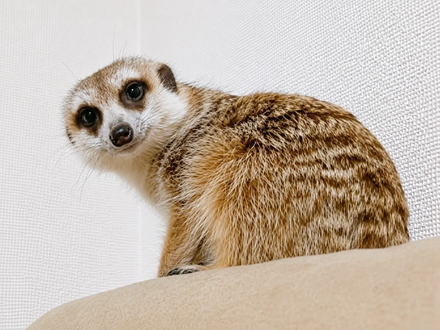 ミーアキャット♂