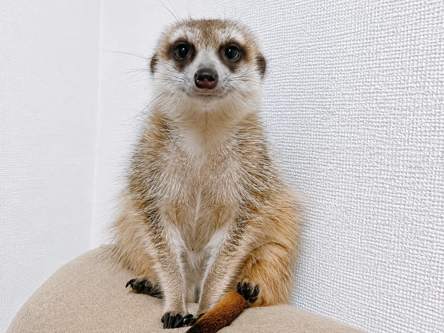 ミーアキャット♂