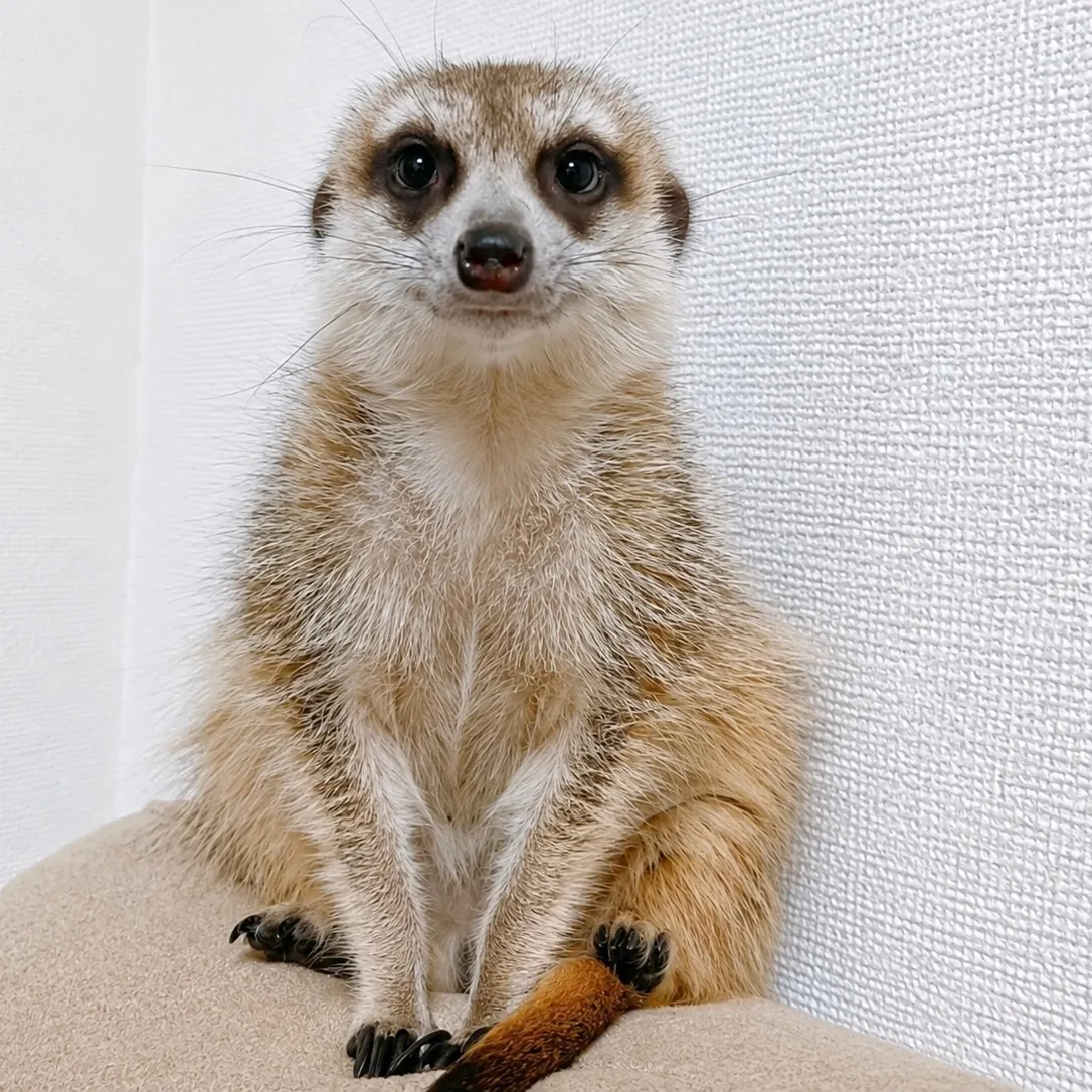 🔥ミーアキャット