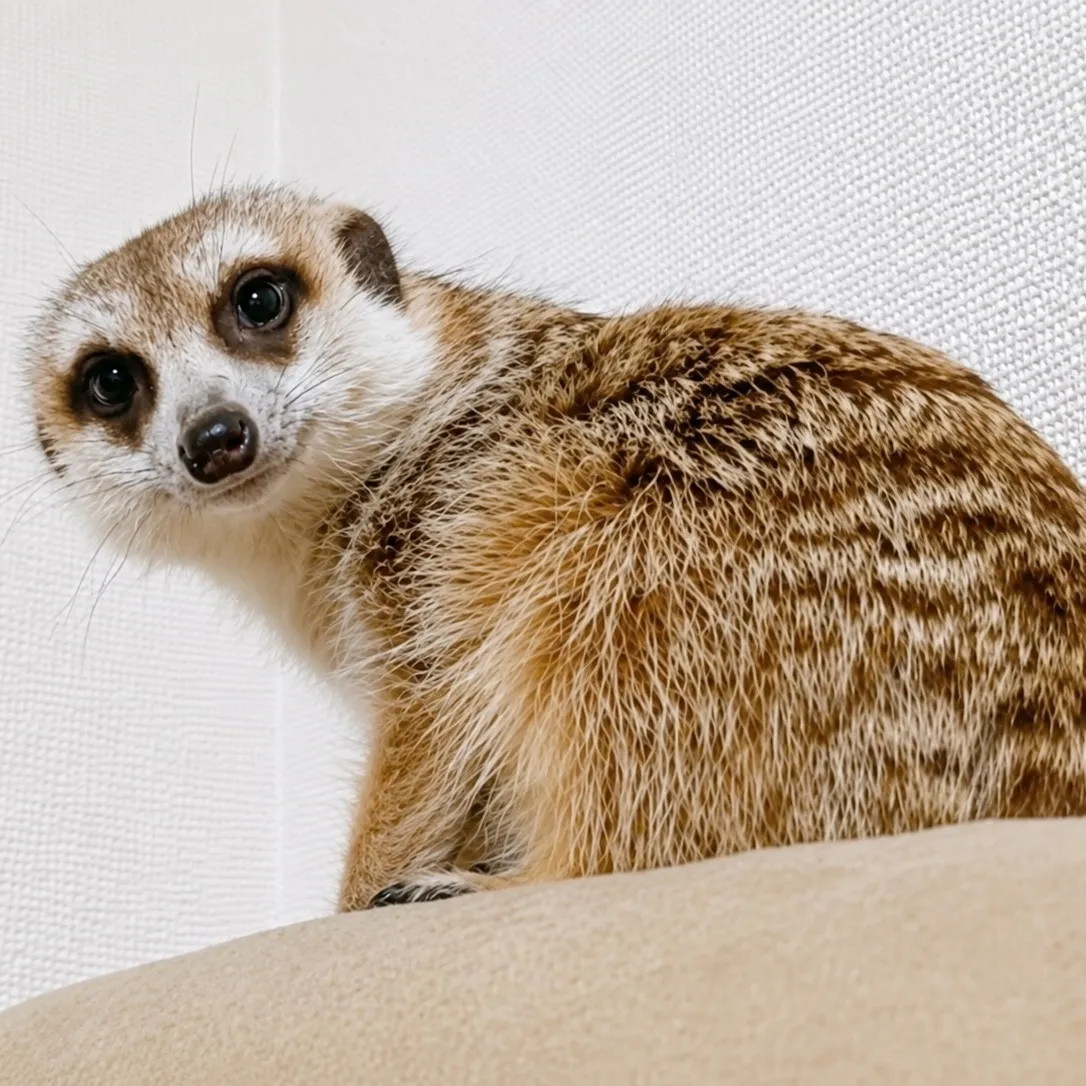 🔥ミーアキャット