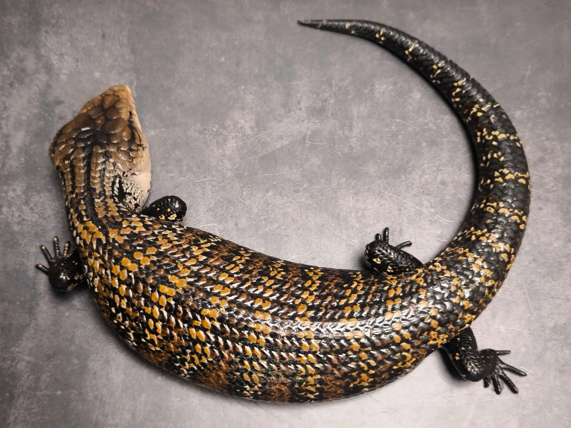 アルーアオジタトカゲ約50cm