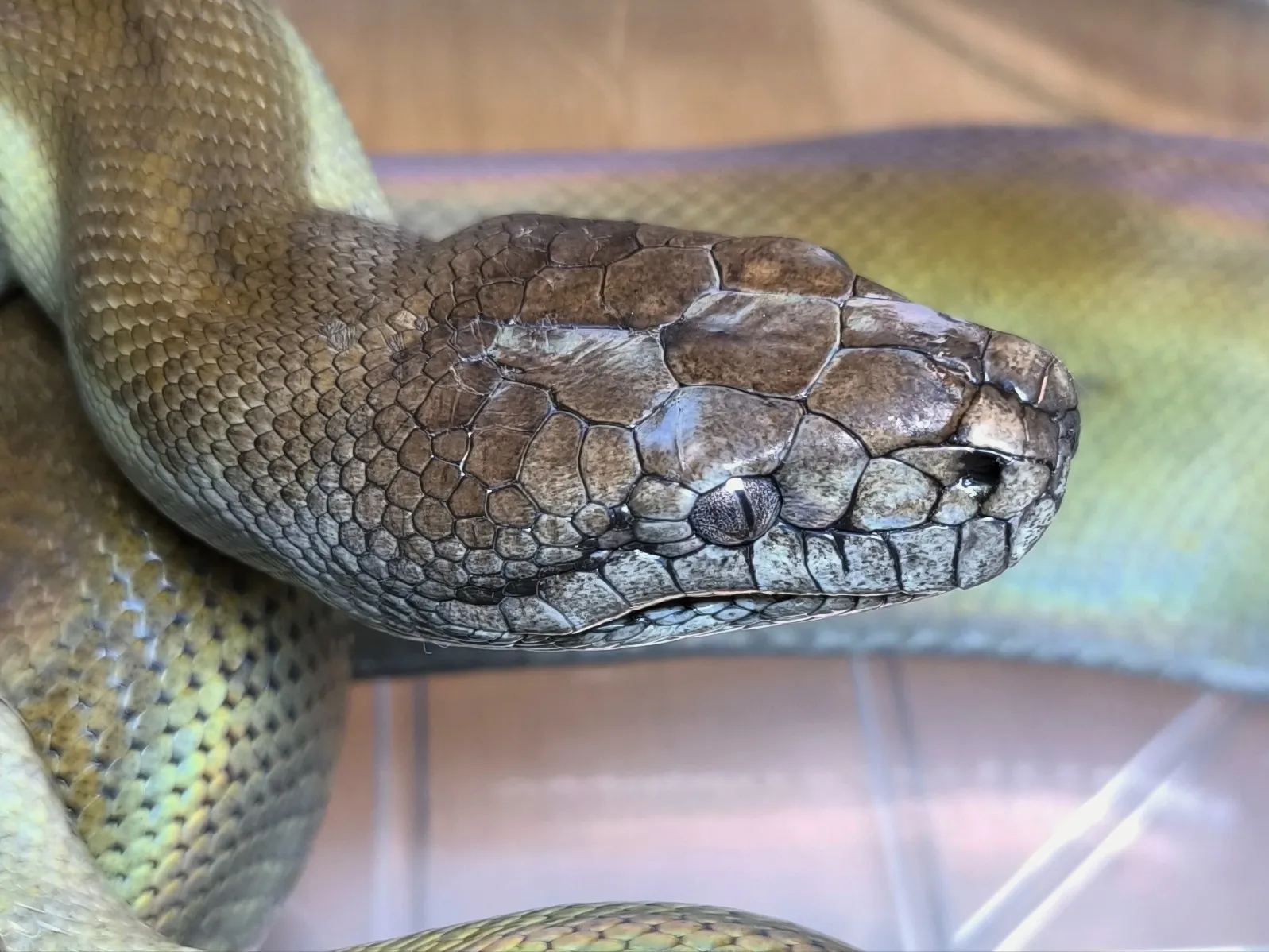 パプアンパイソン(340cm)♀