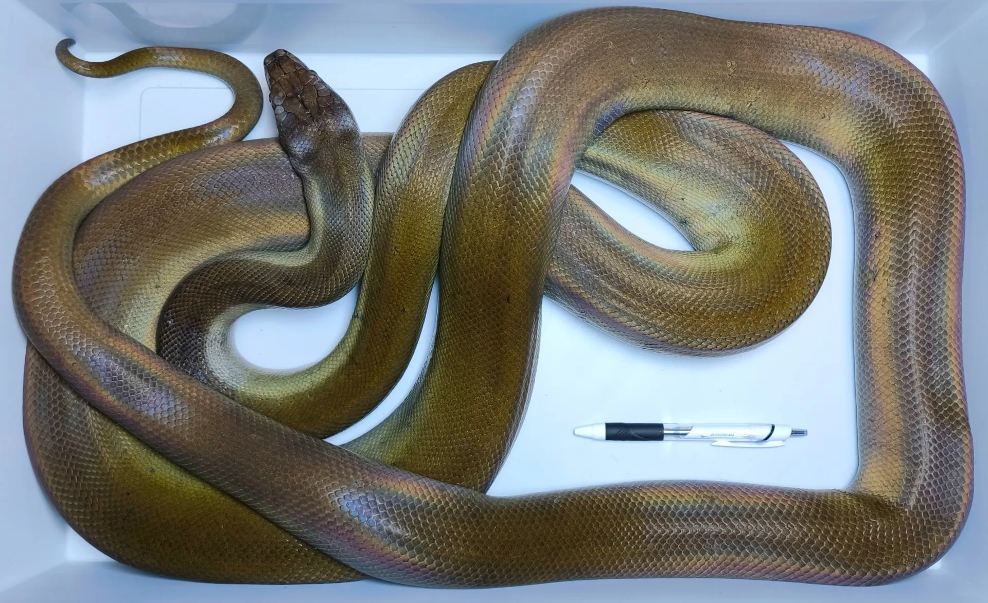 パプアンパイソン（340cm）♀
