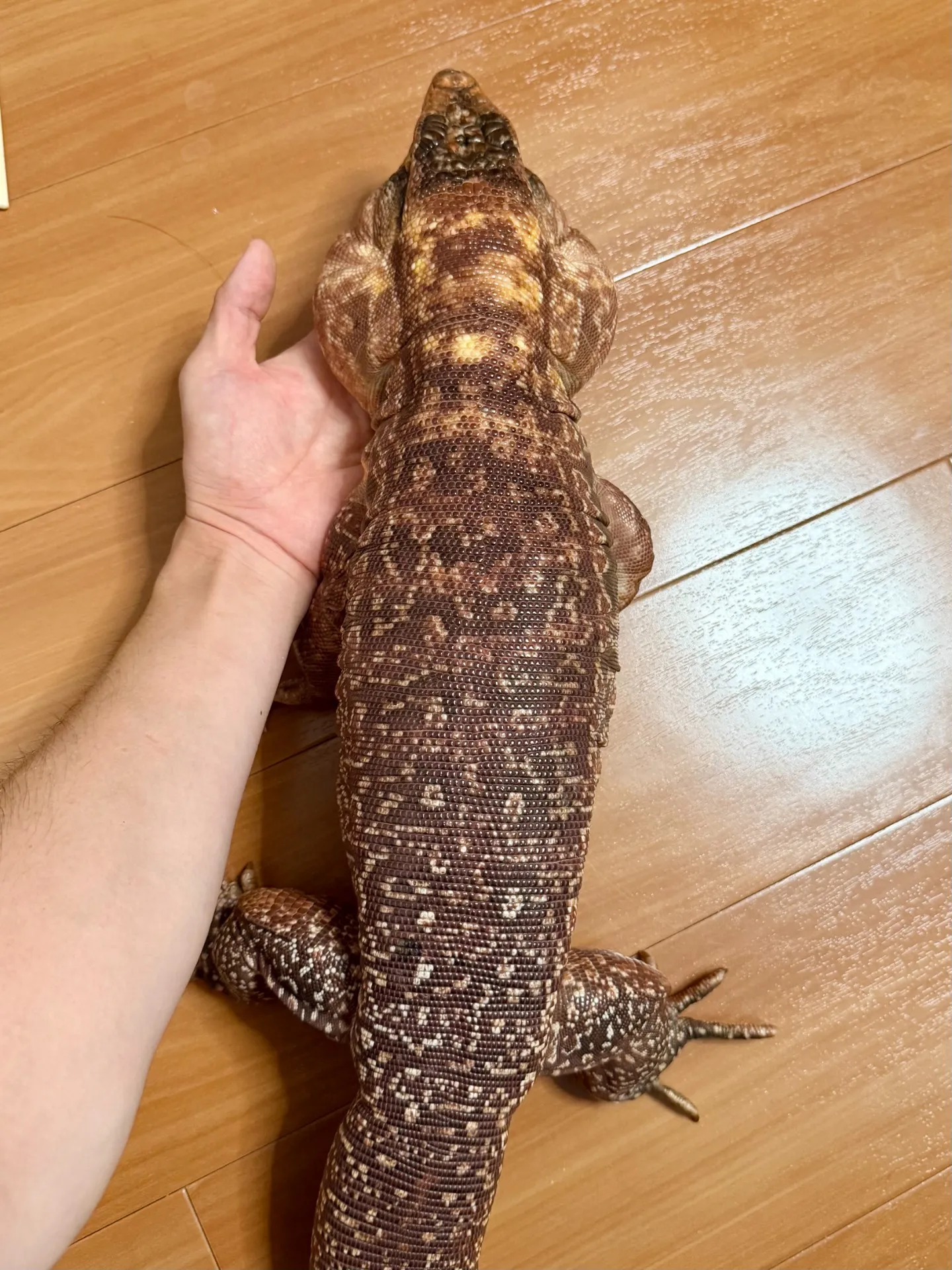 ベタ慣れレッドテグー♂