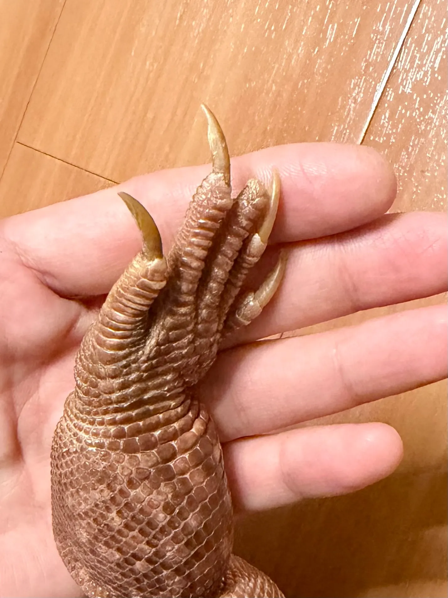 ベタ慣れレッドテグー♂